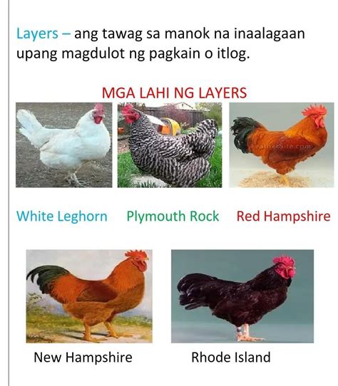 sabongmanok|Iba’t ibang uri ng manok na panabong .
